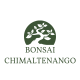 Bonsai Chimaltenango