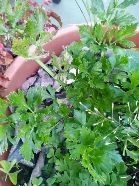 El mercado en tu casa. Cultivo de plantas comestibles