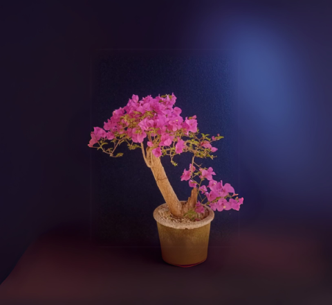 Bonsai Pequeño con Maceta