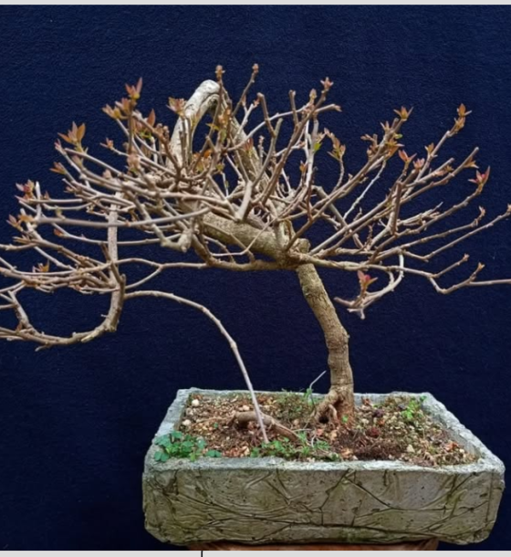 Bonsai estilo semicascada