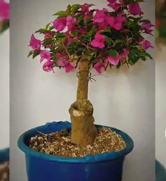 Bonsai de bugambilia estilo inclinado