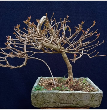Bonsai estilo semicascada