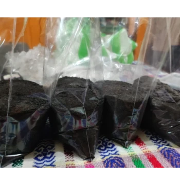 Sal Negra Artesanal de San Mateo Ixtatán Molida – Sabor y Tradición Ancestral (1 lb)