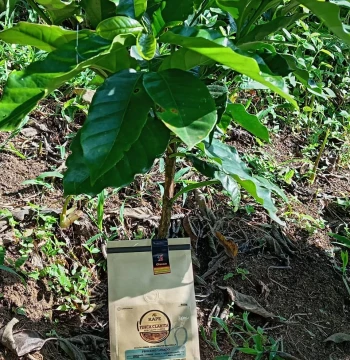 Café Proceso Lavado