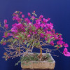 Bonsai estilo semicascada
