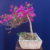 Bonsai estilo semicascada