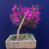 Bonsai estilo semicascada