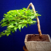 Bonsai estilo semicascada