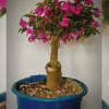 Bonsai de bugambilia estilo inclinado