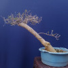 Bonsai de bugambilia estilo inclinado