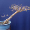 Bonsai de bugambilia estilo inclinado