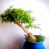 Bonsai de bugambilia estilo inclinado
