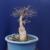 Bonsai de bugambilia estilo inclinado