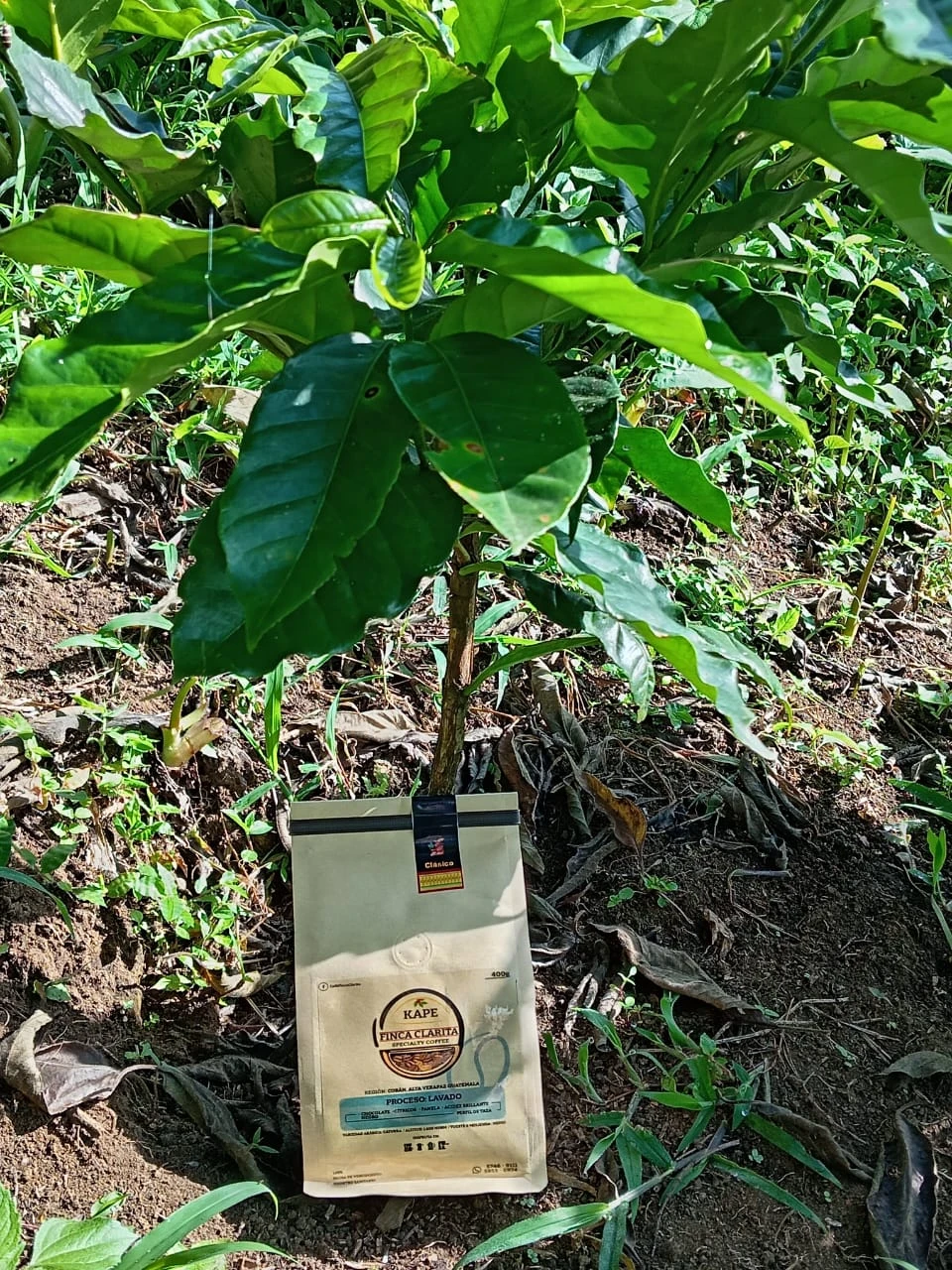 Café Proceso Lavado