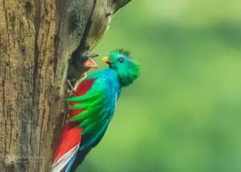 Foto: Ottoniel Cojulún