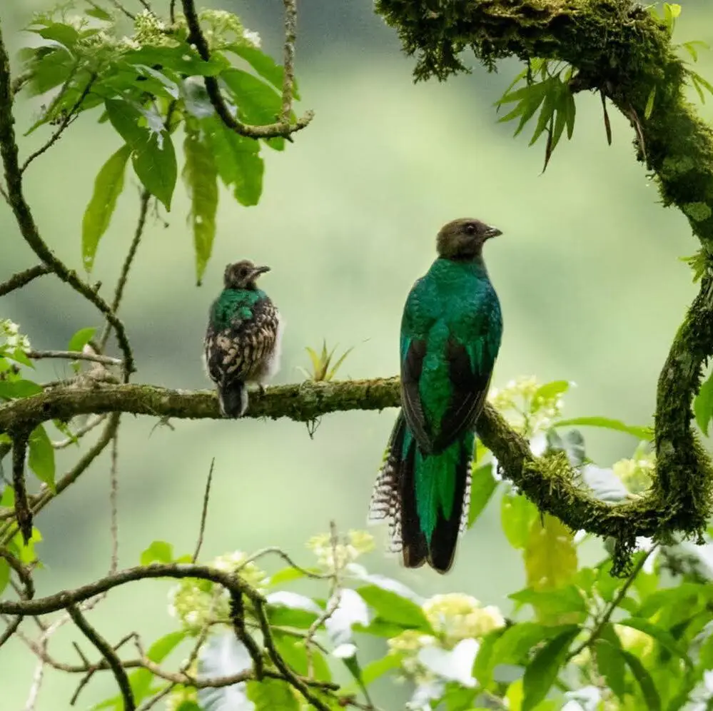 Una quetzalí y un pichón perchan en el santuario de Santiago Atitlán. Fotografía Ottoniel Cojulún. – SoyMigrante.com REVISTA Una quetzalí y un pichón perchan en el santuario de Santiago Atitlán. Fotografía Ottoniel Cojulún.