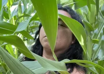 Clemente Aj'Tziij, migrante guatemalteco en Massachussets – SoyMigrante.com REVISTA