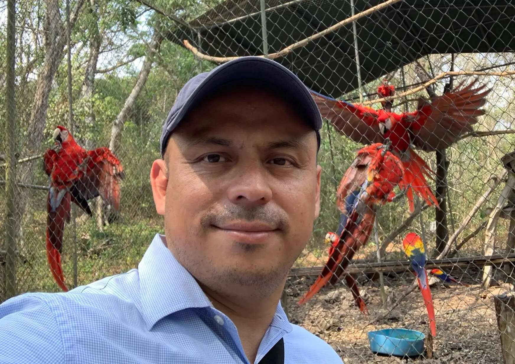 Guacamayas decomisadas a traficantes de especies, son entregadas al refugio de Arcas para su recuperación y reinserción en su hábitat natural. – SoyMigrante.com REVISTA Guacamayas decomisadas a traficantes de especies, son entregadas al refugio de Arcas para su recuperación y reinserción en su hábitat natural.