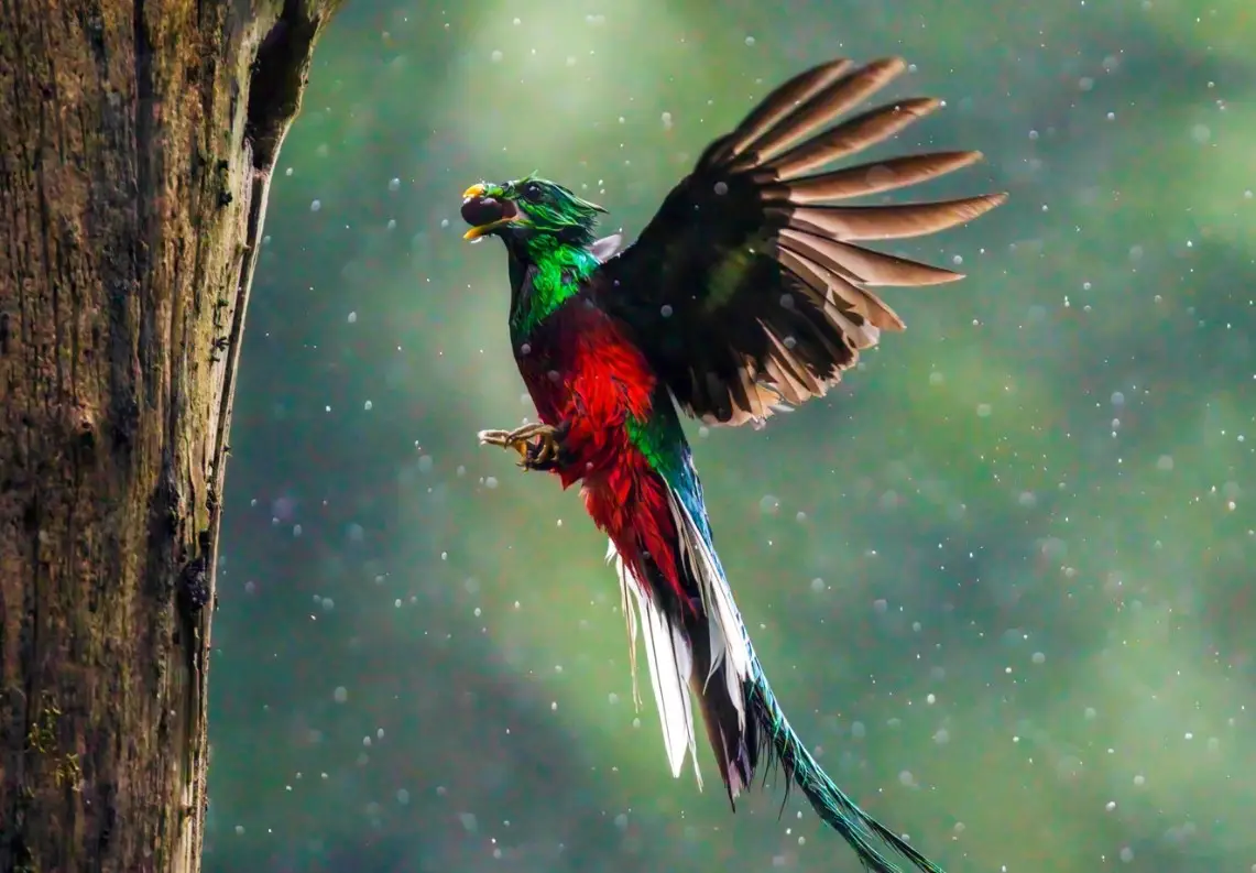 Los valores fundamentales de la libertad y la democracia son los que enarbolan los migrantes guatemaltecos. El Quetzal, símbolo nacional. Fotografía cortesía de Ottoniel Cojulún. FB. Ottoniel Supertramp