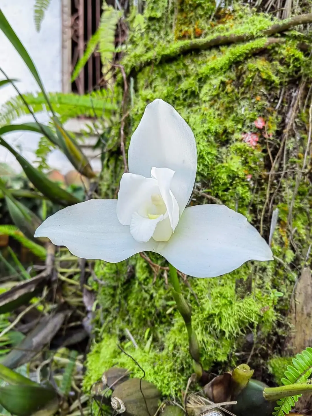 La comercialización de ejemplares de Monja Blanca está prohibida. Sin embargo, su cultivo con fines de conservación es permitido. No se trata de una tarea fácil. Ejemplar expuesto en la Exposición 2023 de la Asociación Altaverapacense de Orquideología. (Foto Facebook AAO para fines didácticos) – SoyMigrante.com REVISTA