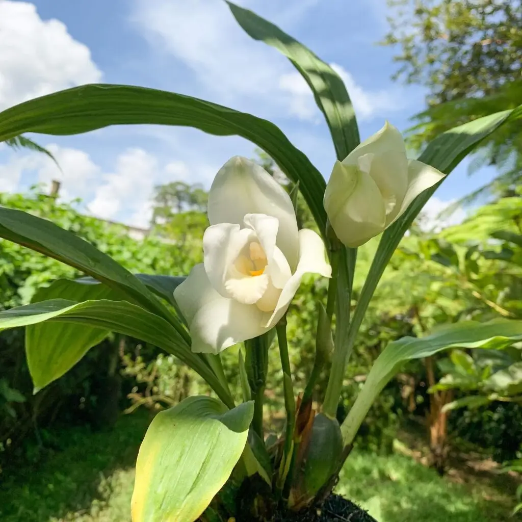 Monja blanca, uno de los símbolos patrios de Guatemala. Fotografía Archilarium – SoyMigrante.com REVISTA