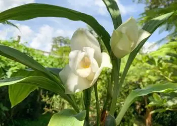 Monja blanca, uno de los símbolos patrios de Guatemala. Fotografía Archilarium
