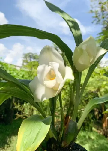 Monja blanca, uno de los símbolos patrios de Guatemala. Fotografía Archilarium – SoyMigrante.com REVISTA