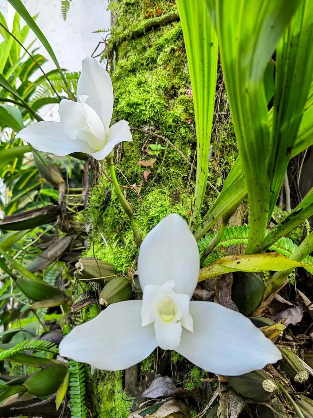 En la reciente exposición de la Asociación Altaverapacense de Orquideología, se exhibieron hermosos ejemplares de la Monja Blanca. (Fotografía Facebook de la AAO para propósitos educativos) – SoyMigrante.com REVISTA