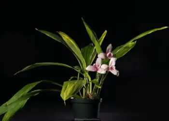 Ejemplar de Monja Blanca de la colección botánica del Jardín Botánico del Smithsonian Insitute. (Fotografía archivo Smithsonian Institute) – SoyMigrante.com REVISTA