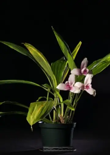 Ejemplar de Monja Blanca de la colección botánica del Jardín Botánico del Smithsonian Insitute. (Fotografía archivo Smithsonian Institute)