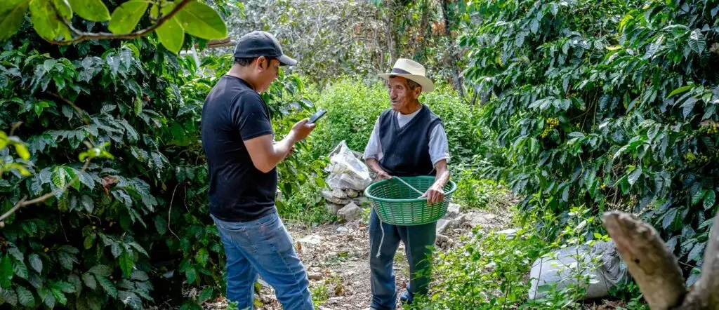 Campesinos de Momostenango, Totonicapán cultivan y cosechan el grano que llega a convertirse en la marca El alma del café de Momostenango, distribuida por Momostipan, proyecto del migrante retornado Angel Ambrocio. – SoyMigrante.com REVISTA – SoyMigrante.com REVISTA Campesinos de Momostenango, Totonicapán cultivan y cosechan el grano que llega a convertirse en la marca El alma del café de Momostenango, distribuida por Momostipan, proyecto del migrante retornado Angel Ambrocio.