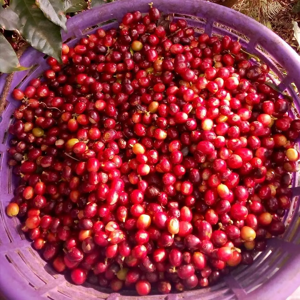 Café de Santa Rosa en cereza