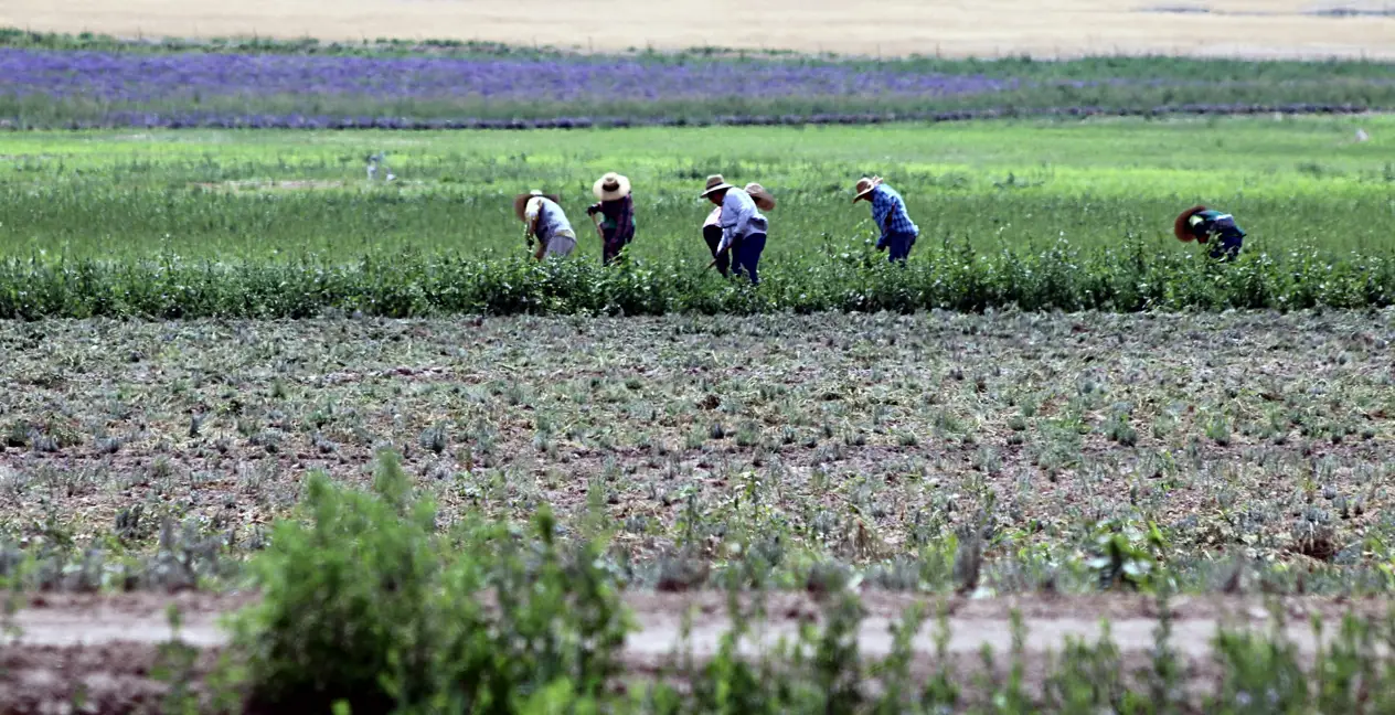 Los migrantes guatemaltecos en Estados Unidos hacen grandes sacrificios para poder enviar remesas a sus familias en el país. – SoyMigrante.com REVISTA Los migrantes guatemaltecos en Estados Unidos hacen grandes sacrificios para poder enviar remesas a sus familias en el país. – SoyMigrante.com REVISTA
