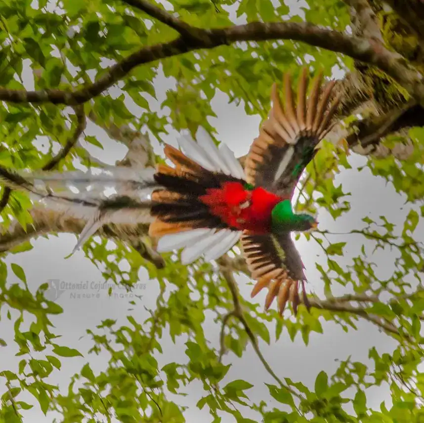 SoyMigrante.com, imagen de Ottoniel Cojulún Cisneros – SoyMigrante.com REVISTA Vencejo en vuelo en copa de árbol, entorno verde y natural, destaca por sus colores brillantes y vuelo ágil, en libertad y naturaleza, en un ambiente de bosque o parque.