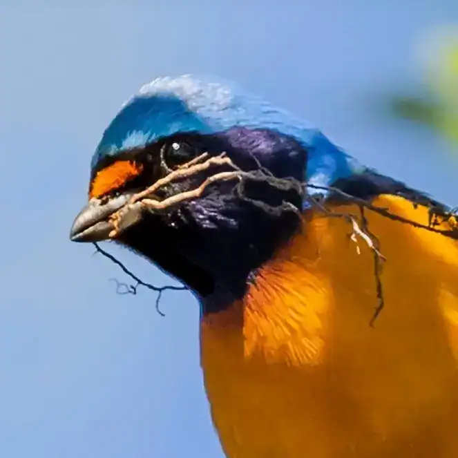 Pájaro colorido posado en árbol, símbolo de naturaleza y biodiversidad en refugios para aves y ecosistemas.