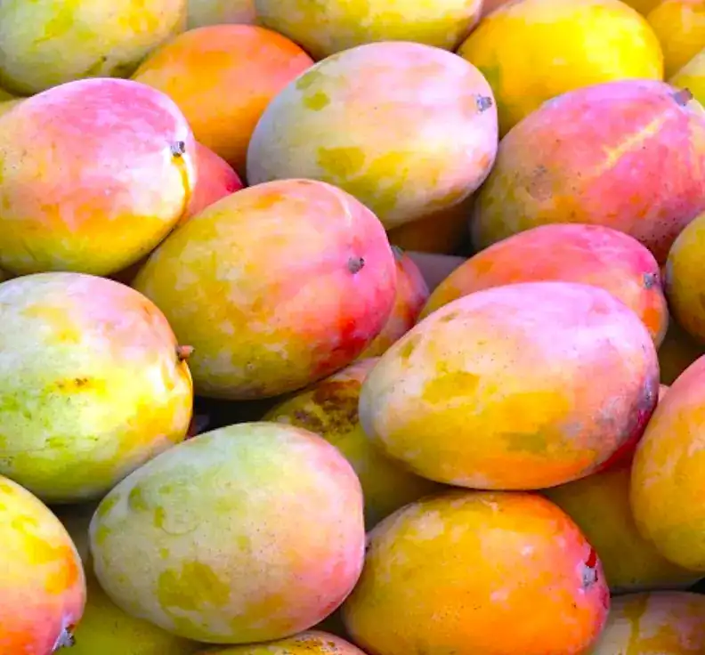 Mangos frescos y maduros en display, ideales para una dieta saludable y nutritiva.