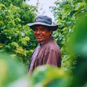 Empleado agrícola en un huerto de plantas verdes, trabajando en agricultura, exportación de productos agrícolas, trabajo en campo, sostenibilidad agrícola, flexible y amigable con la naturaleza. – SoyMigrante.com REVISTA