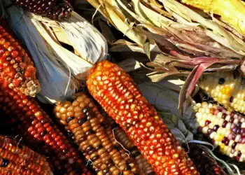 ¿Cuál es el origen y la historia del maíz? Este alimento es 100% guatemalteco – SoyMigrante.com REVISTA Maíz nativo diverso en colores y variedades, tradicional en la cultura agrícola latinoamericana, ilustrando la riqueza y diversidad de los cultivos tradicionales.