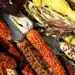 Maíz nativo diverso en colores y variedades, tradicional en la cultura agrícola latinoamericana, ilustrando la riqueza y diversidad de los cultivos tradicionales.