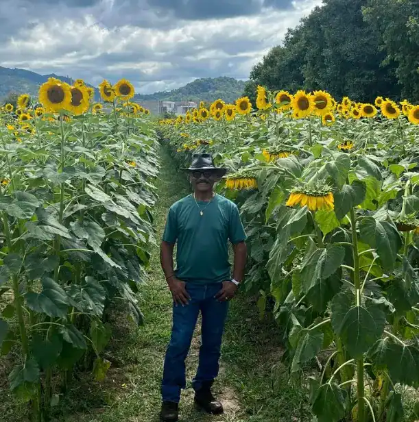Sunflowers en un campo agrícola con un hombre en el centro, wearing sombrero y ropa casual, disfrutando de la naturaleza y el ambiente rural en una tarde soleada en la naturaleza en el campo. – SoyMigrante.com REVISTA