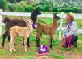 Alt: Joven con sombrero interactuando con llamas en un campo verde, naturaleza y animales en un entorno rural en Perú.