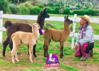 Don Marco tiene 19 llamas en su granja. Foto: Llamas de los Cuchumatanes