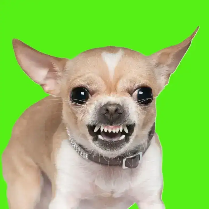 Chihuahua con expresión feroz y dientes afilados, imagen humorística y llamativa sobre mascotas. – SoyMigrante.com REVISTA