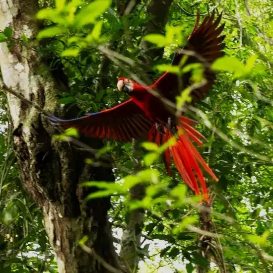Selva tropical con loro rojo volando entre las hojas. – SoyMigrante.com REVISTA