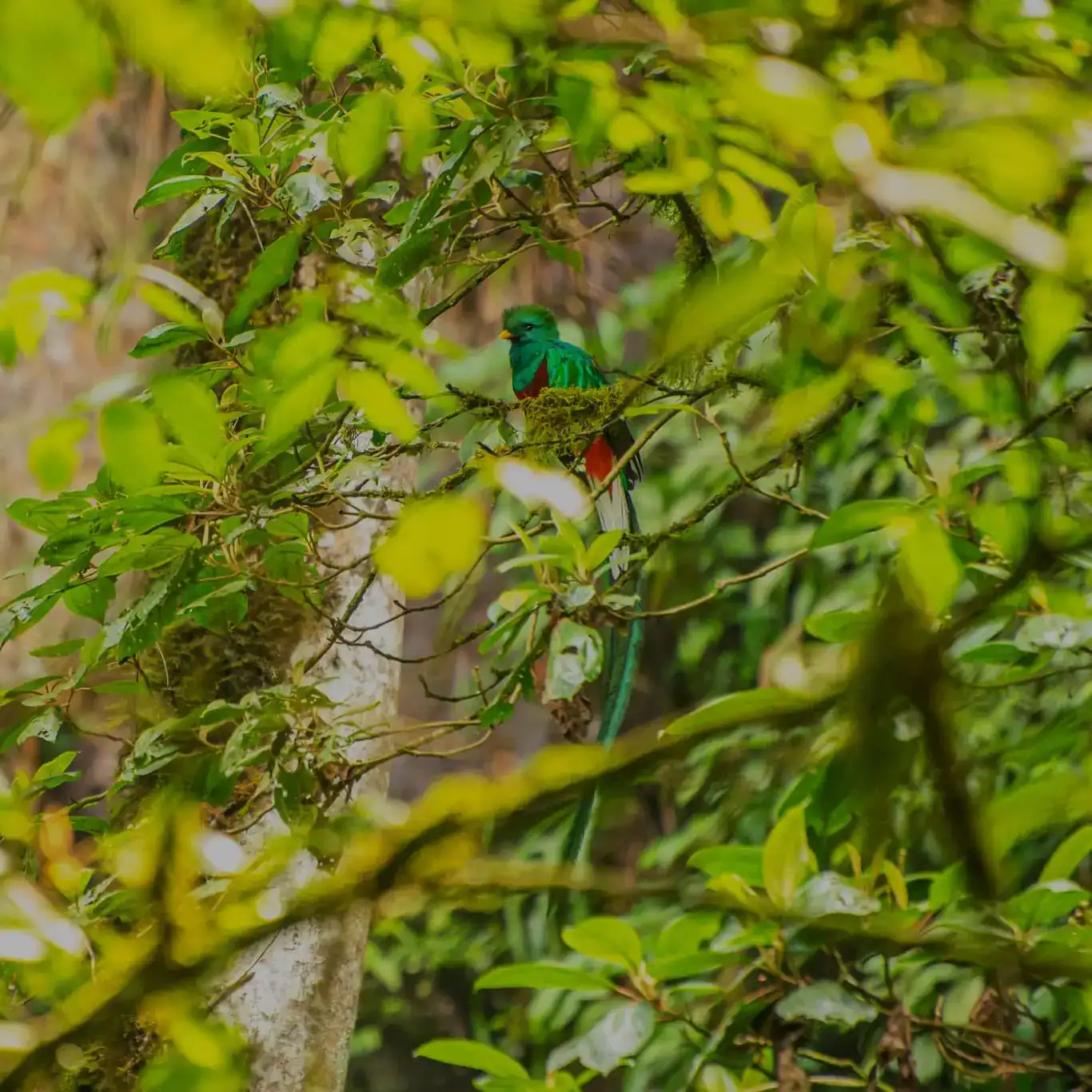 La emotiva experiencia de captar a una pareja Quetzal en Guatemala