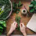 Colaboración y cultura migrante: manos preparando un ramo de plantas aromáticas para una celebración con elementos naturales y herramientas de jardinería en un ambiente acogedor.