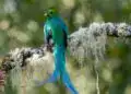 Colorido pájaro de selva con plumaje verde, azul y negro posado en rama cubierta de musgo en un bosque tropical. – SoyMigrante.com REVISTA