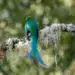 Colorido pájaro de selva con plumaje verde, azul y negro posado en rama cubierta de musgo en un bosque tropical.