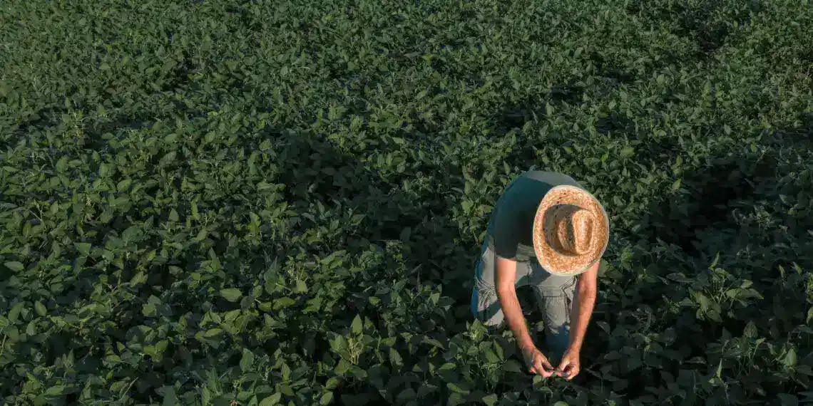 Campos de soja en México con agricultor trabajando, agricultura sostenible y cultivo de soja para exportación. – SoyMigrante.com REVISTA