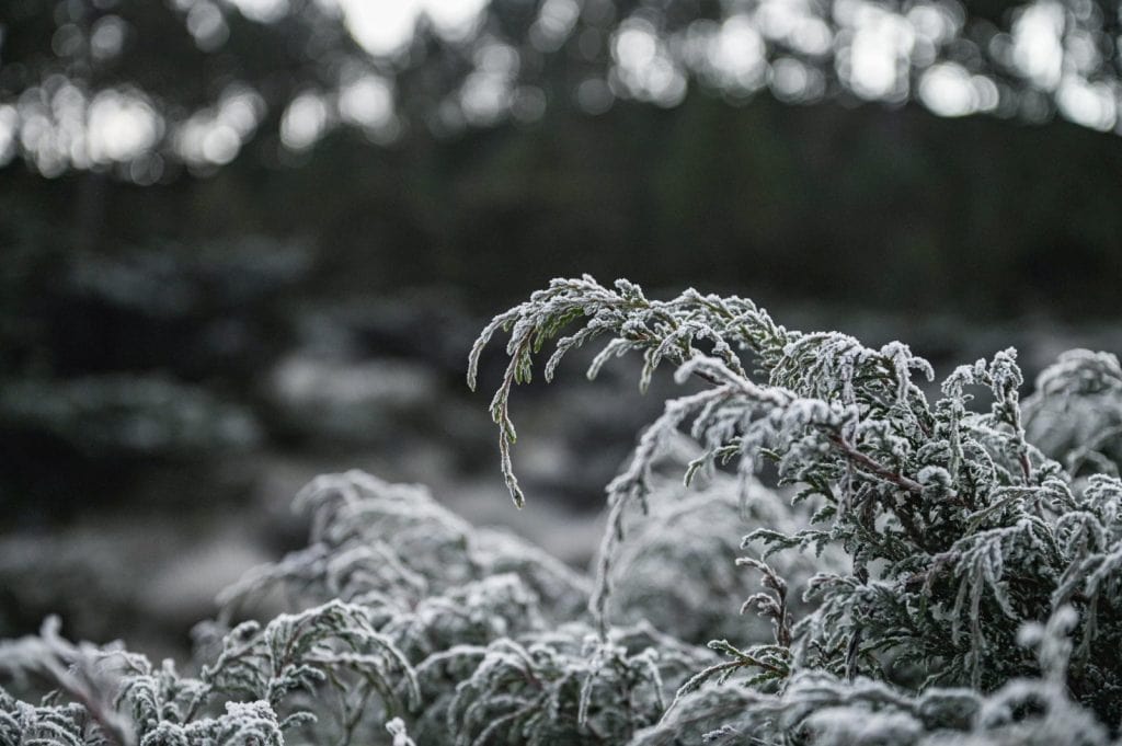 Visitar los Cuchumatanes es una experiencia que combina tranquilidad y aventura, pero además un paisaje impresionante en fin de año, sobre todo cuando llegan masas de aire frío polar. (Foto Abel Juárez) – SoyMigrante.com REVISTA